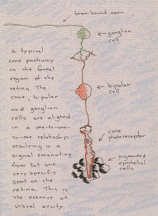 Cone Pathway